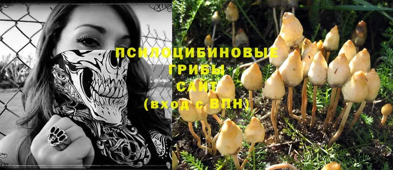 Галлюциногенные грибы Psilocybine cubensis  Кунгур 